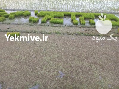 فروش نشا سینی دستگاهی در آمل در گروه خرید و فروش نشا در یکمیوه -عکس3