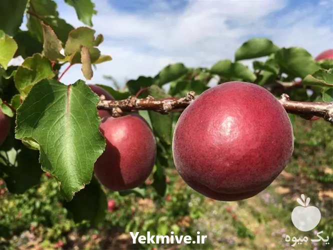 خرید قیمت نهال زردآلو قرمز ایتالیایی در گروه خرید و فروش نهال در یکمیوه -عکس1