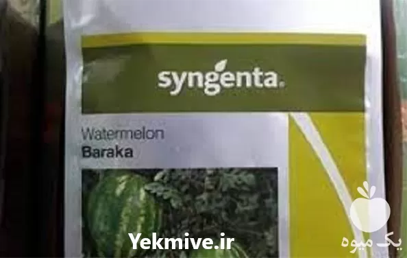 فروش بذر هندوانه باراکا در همدان در گروه خرید و فروش بذر هندوانه در یکمیوه -عکس1