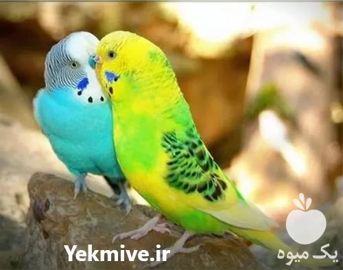 صفر تا صد پرندگان زینتی در تهران در گروه دوره آموزش کشاورزی در یکمیوه -عکس1