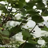 فروش نهال استوایی فالسا بری در فارس