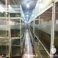 آموزش پرورش ماهی های زینتی در گروه مشاوره در یکمیوه