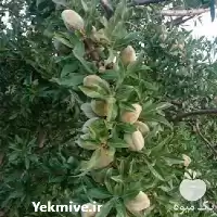 قیمت عمده نهال بادام دیر در گروه خرید و فروش نهال بادام در یکمیوه