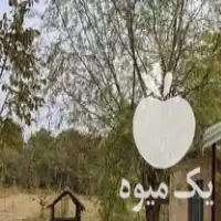 اجاره سالانه باغ گردو بادام آلبالو  در عجب شیر در گروه اجاره باغ میوه در یکمیوه