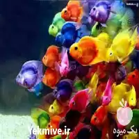 آموزش پرورش ماهیان زینتی و آکواریومی در گروه دوره آموزش کشاورزی در یکمیوه