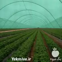 قیمت خرید شید در تهران در گروه خرید و فروش توری گلخانه در یکمیوه