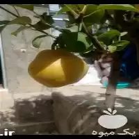 خرید نهال گلابی دیر رس نژاد در گروه خرید و فروش نهال گلابی در یکمیوه