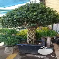 بازدید فضای سبز منازل برج ها در گروه خدمات باغبانی در یکمیوه