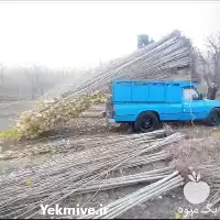 فروش نهال صنوبر سفید در تهران در گروه خرید و فروش نهال صنوبر در یکمیوه