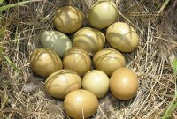 فروش تخم قرقاول در ارومیه در گروه انواع تخم ها در یکمیوه