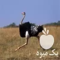 دامپزشک شترمرغ در گروه خدمات دام و طیور در یکمیوه