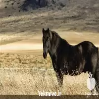 آگهی مشابه دکتر دامپزشک متخصص در محل در گروه خدمات دام و طیور در یکمیوه