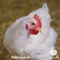 خرید آموزش پرورش مرغ گوشتی گام در گروه دوره آموزش کشاورزی در یکمیوه