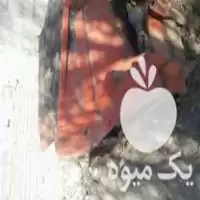 دستگاه برگ زن چغندر ساخت شرکت در الشتر در گروه خرید و فروش دستگاه چغندر در یکمیوه