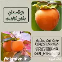 فروش نهال خرمالوی سیبی در ارومیه در گروه خرید و فروش نهال خرمالو در یکمیوه