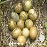 فروش تخم قرقاول در ارومیه در آذربایجان غربی در گروه انواع تخم ها در یکمیوه