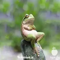 فروش آموزش پرورش قورباغه در گروه دوره آموزش کشاورزی در یکمیوه