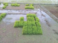 فروش نشا سینی دستگاهی در آمل در گروه خرید و فروش نشا در یکمیوه