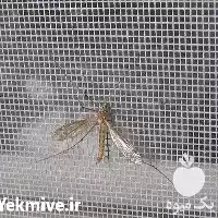 فروش توری ضد حشره در تهران در گروه خرید و فروش توری گلخانه در یکمیوه