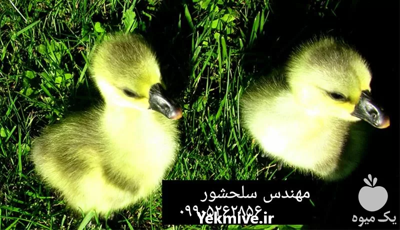 قیمت خرید جوجه غاز در ایلام در گروه مرغ و خروس و بوقلمون و اردک قو قاز در یکمیوه -عکس1
