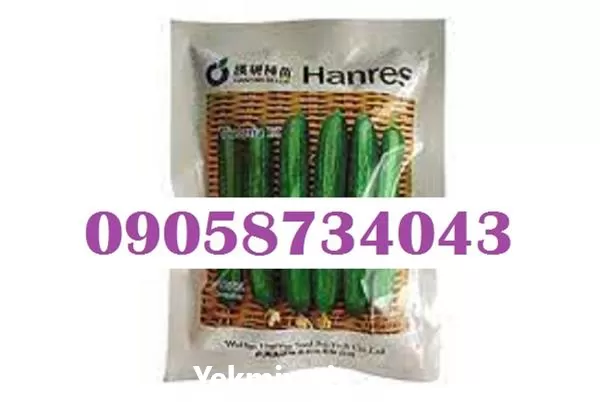 بذر خیار ویکتوریا بذر پر بار در گلستان در گروه خرید و فروش بذر خیار در یکمیوه -عکس1