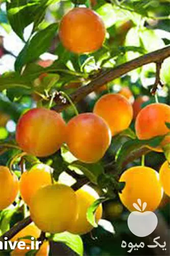 فروش نهال آلو خاکی در گروه خرید و فروش نهال در یکمیوه -عکس1