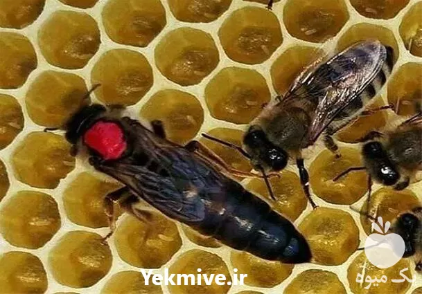 خرید صفر تا صد دوره آموزش در تهران در گروه دوره آموزش کشاورزی در یکمیوه -عکس1