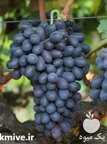 خرید نهال انگور اتوم رویال در گروه خرید و فروش نهال انگور در یکمیوه -عکس1