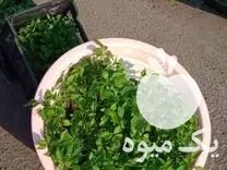 فروش نشا صیفی جات در مازندران در گروه خرید و فروش نشا در یکمیوه -عکس1