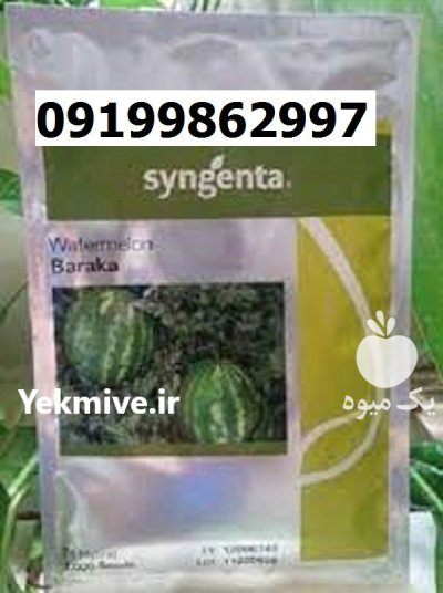 بذر هندوانه باراکا اصل در مشهد در گروه خرید و فروش هندوانه در یکمیوه -عکس1