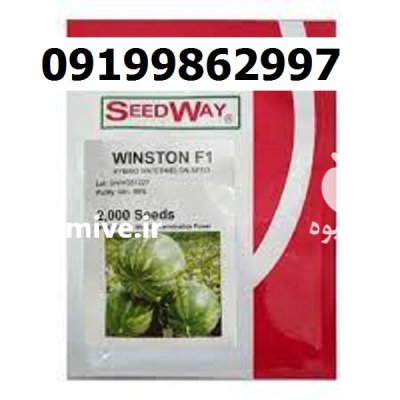 بذر هندوانه وینستون اصل در گروه خرید و فروش هندوانه در یکمیوه -عکس1