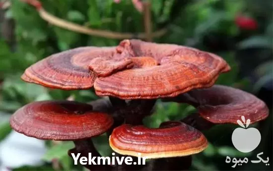 فروش آموزش پرورش قارچ گانودرما در البرز در گروه دوره آموزش کشاورزی در یکمیوه -عکس1