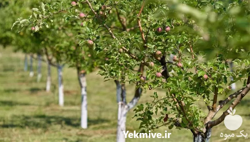 خدمات احداث باغ و باغچه در قم در گروه خدمات باغبانی در یکمیوه -عکس1