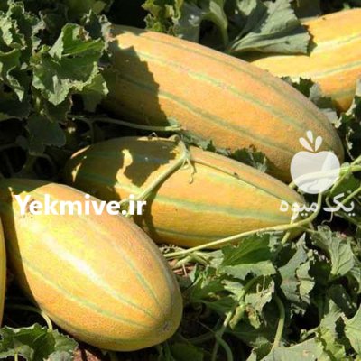 بذر خربزه مشهدی در خراسان رضوی در گروه خرید و فروش بذر خربزه در یکمیوه -عکس1