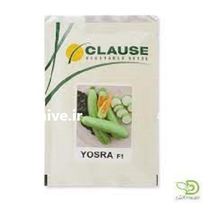 بذر کدو یسری در گروه خرید و فروش بذر کدو در یکمیوه -عکس1