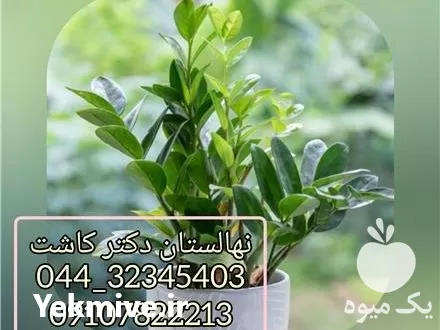فروش گل زاموفیلیا سبز در گروه خرید و فروش گیاهان زینتی در یکمیوه -عکس1