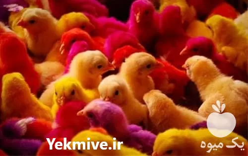 قیمت خرید جوجه یکروزه اصلاح شده در تهران در گروه مرغ و خروس و بوقلمون و اردک قو قاز در یکمیوه -عکس1