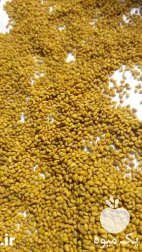 خرید بذر یونجه در ارقام مختلف در سمنان در گروه خرید و فروش بذر یونجه در یکمیوه -عکس1