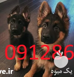 سگ ژرمن شولاین اصیل توله و بالغ در مهر در گروه سگ و گربه در یکمیوه -عکس1