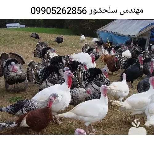 فروش جوجه بوقلمون بومی در گلستان در گروه مرغ و خروس و بوقلمون و اردک قو قاز در یکمیوه -عکس1