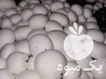 اجاره سالن قارچ با تجهیزات کامل در گروه اجاره سردخانه در یکمیوه -عکس1