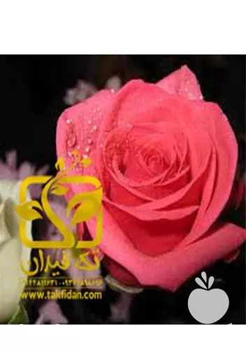 خرید بوته رز در آذربایجان غربی در گروه خرید و فروش نهالستان در یکمیوه -عکس1