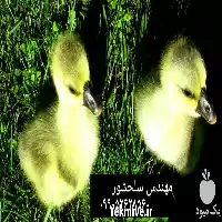 قیمت خرید جوجه غاز در ایلام در گروه مرغ و خروس و بوقلمون و اردک قو قاز در یکمیوه