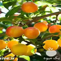 فروش نهال آلو خاکی در گروه خرید و فروش نهال در یکمیوه