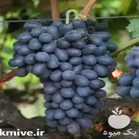 خرید نهال انگور اتوم رویال در گروه خرید و فروش نهال انگور در یکمیوه