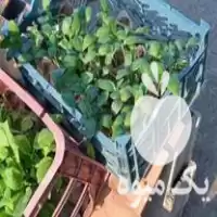 فروش نشا صیفی جات آستانه گیلان در گروه خرید و فروش نشا در یکمیوه