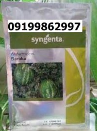 بذر هندوانه باراکا اصل در مشهد در گروه خرید و فروش هندوانه در یکمیوه