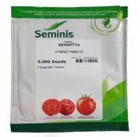 بذر گوجه فرنگی برنتا در گروه خرید و فروش بذر گوجه در یکمیوه