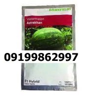 بذر هندوانه استاراخان اصل در گروه خرید و فروش هندوانه در یکمیوه