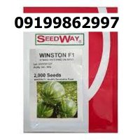 بذر هندوانه وینستون اصل در گروه خرید و فروش هندوانه در یکمیوه